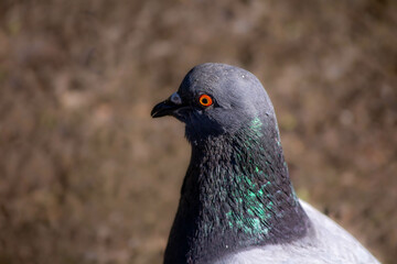 Blue pigeon portrait close-up in the rays of the sun shimmering feathers against the ground