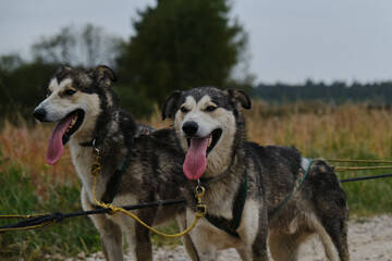 Two dogs from of team standing and breathing with their tongues hanging out ready to run. Alaskan huskies brothers very similar each other. Riding mestizos wear harnesses during training in fall.