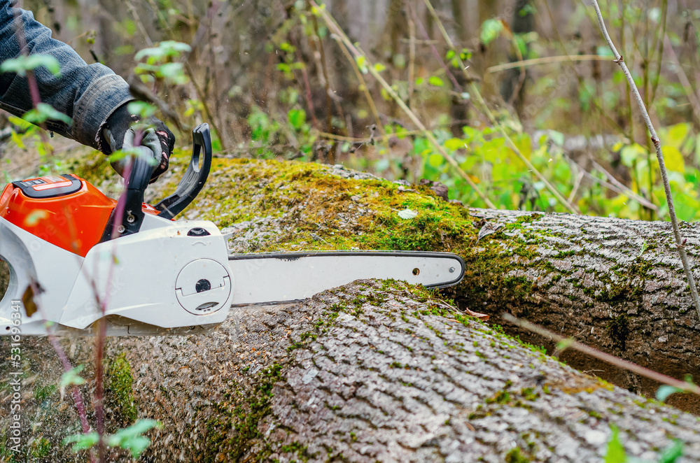 Wall mural chainsaw close-up of a lumberjack sawing a large rough tree lying on the ground, sawdust flying to t