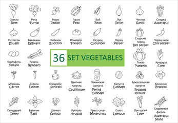 Vegetables icon set. Signature in Russian 36 icons set of vegetables. Simple concise images of vegetables with names in Russian and English. Collection of icons in outlines. Vegetarianism. Vector, eps