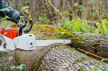 Chainsaw close-up of a lumberjack sawing a large rough tree lying on the ground, sawdust flying to...