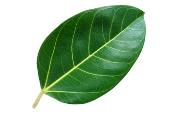 banyan leaves isolated on white background. natural green leaf with clipping path