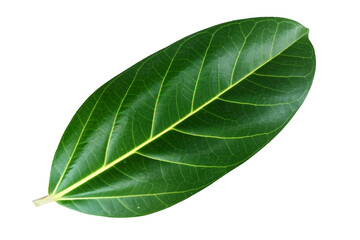Obraz premium banyan leaves isolated on white background. natural green leaf with clipping path