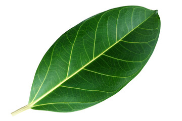 Obraz premium banyan leaves isolated on white background. natural green leaf with clipping path