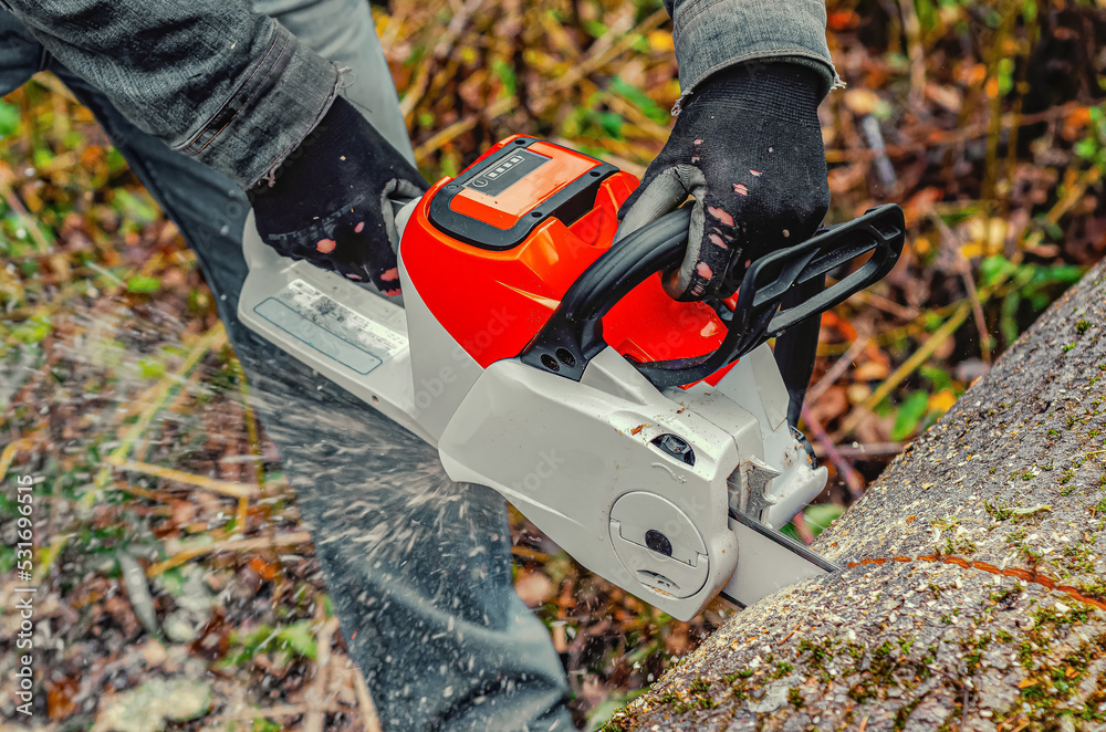 Sticker chainsaw close-up of a lumberjack sawing a large rough tree lying on the ground, sawdust flying to t