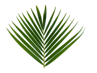 Areca palm leaf isolated on white background with clipping path