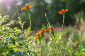 marigolds bloomed in my mother's flower bed