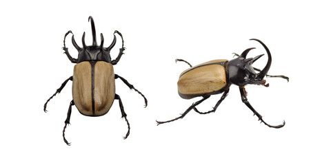Eupatorus gracilicornis beetle, The five-horned rhinoceros beetle isolated on white - obrazy, fototapety, plakaty