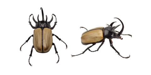 Eupatorus gracilicornis beetle, The five-horned rhinoceros beetle isolated on white