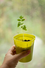 a tomato sprout in a green pot in your hand on a blurry background with space for text in vertical format