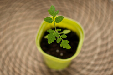 tomato sprout in a green pot on a brown blurred background