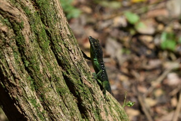 Lézard vert 