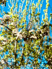 flowers on the tree