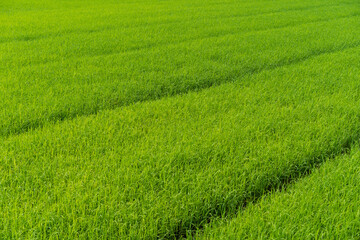 Obraz na płótnie Canvas Rice field green grass and landscape background.
