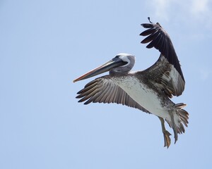 pelican in flight