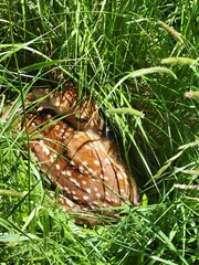 Baby Fawn