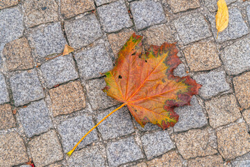 autumn maple leaf on the ground