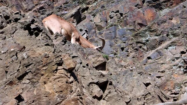 The Barbary sheep (AMMOTRAGUS LERVIA) is climb on a rock