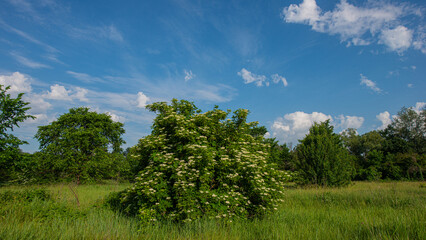 Obraz premium Blooming elderberry bush in the meadow.