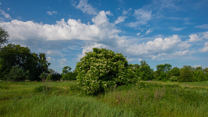 Fototapeta na wymiar Blooming elderberry bush in the meadow.