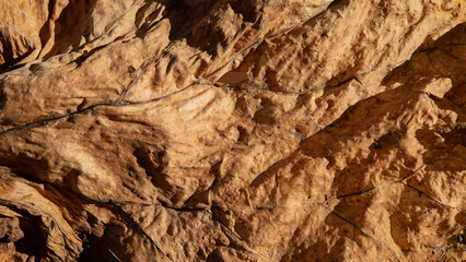 Surface of dry rhubarb leaf.