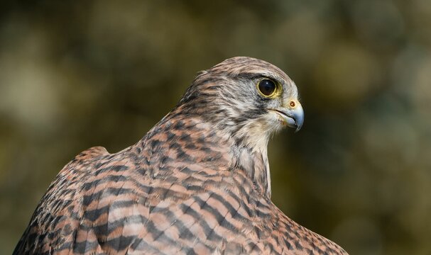 Closeup portrait of a Accipitrinae on blurry background in daylight