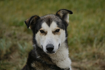 Sled half breed on walk in fall waiting for training. Alaskan husky with white gray muzzle and funny ears. Close up portrait. Smart loyal look of mutt outside.