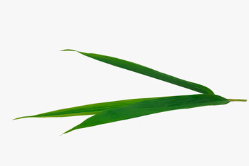 Fototapeta premium green bamboo leaves isolated on white background