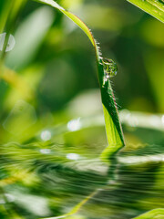 Green leaf with rain drop  in morning on nature  background,shadow  reflection in water