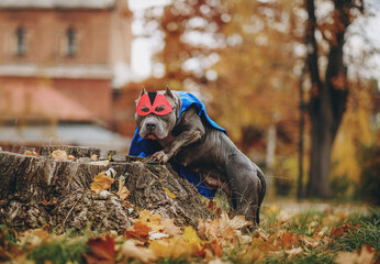 Walk in the park with the dog. A dog in a superhero costume. © sergo321