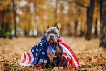 A pet on a walk in the park in a funny costume. American Bully dog dressed as a superhero Captain...