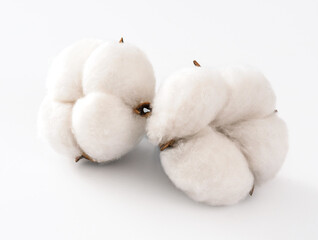 Cotton flowers on a white background. Cotton bolls isolated