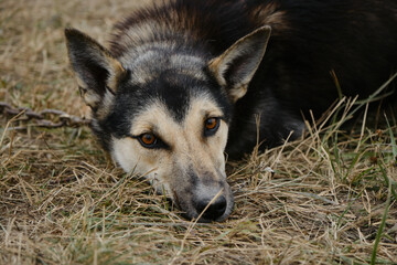 Smart devoted sad look of mutt outside. Sled half breed tied to chain and waiting for training. Alaskan husky with black fawn muzzle, brown eyes and standing ears lies in hay. Close up portrait.