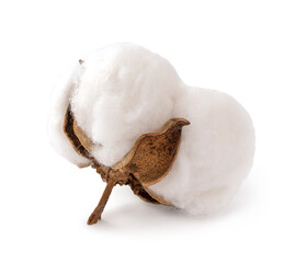 Cotton flower on a white background. Cotton boll isolated - obrazy, fototapety, plakaty