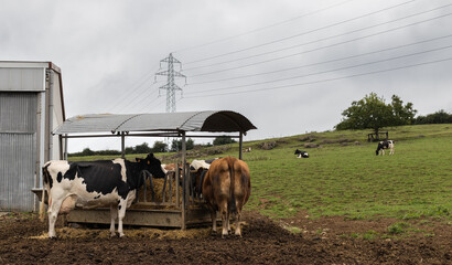 Asturian cows eating straw on the farm