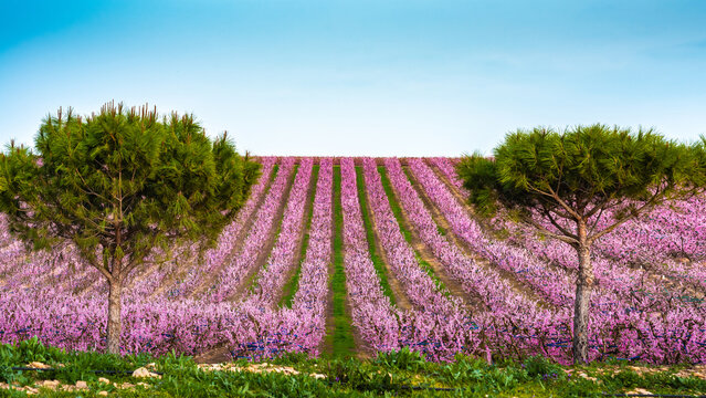 Flowering peach trees in Aitona, Spain.