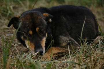 Sled half breed tied to chain and waiting for training. Alaskan husky of black red color with brown eyes lies in grass. Smart devoted sad look of mutt outside.
