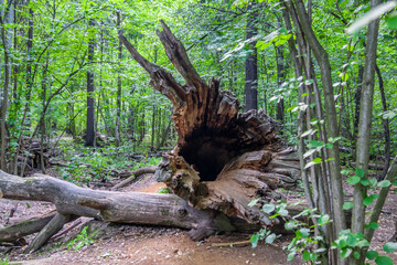 Tree trunk empty inside. Hollow in the trunk of a fallen tree - obrazy, fototapety, plakaty