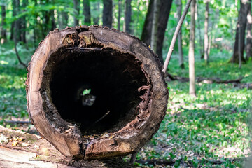 Tree trunk empty inside. Hollow in the trunk of a fallen tree