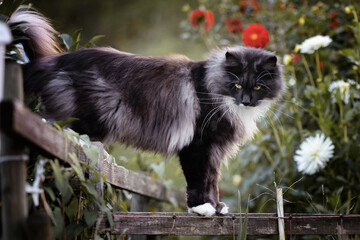 Obraz premium Maine Coon, Main Coon Cat 
