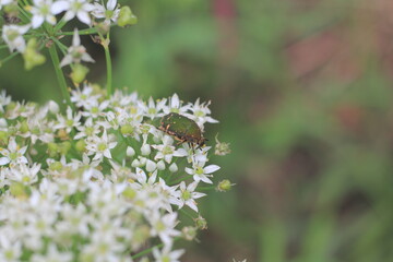 ニラの花にハナムグリという昆虫がいます