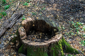 Tree trunk empty inside. Hollow in the trunk of a fallen tree