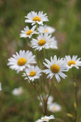 white marguerite daisy in green meadow, meadow blur background, blurred marguerite daisy foreground