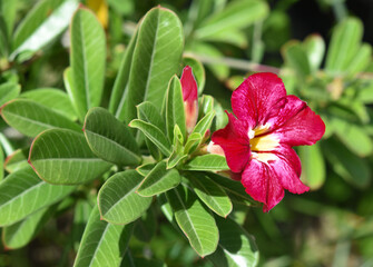 Adenium flower in thw garden.