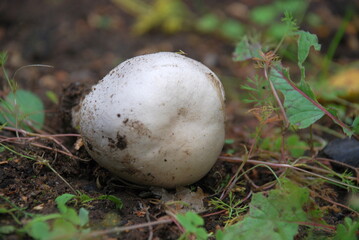 A white mushroom lies on the ground. On the black earth with sparse vegetation lies a white mushroom uprooted. The mushroom looks like a mushroom, it has a thick leg and a spherical cap.
