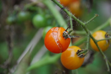 Red cherry tomatoes hang on a branch. Small cherry tomatoes have grown on a tomato bush. Some of...