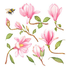 Fototapeta na wymiar Watercolor illustration of a with flowers pink Magnolias. Hand drawn isolated close up tree floral. Botanical flowers elements for your design.