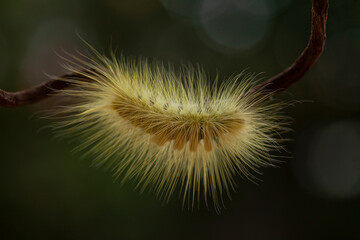 Unique  Caterpillar  with Beautiful Hairy