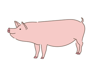 動物　畜産　ブタ