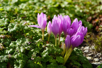 Colchicum autumnale, commonly known as autumn crocus, meadow saffron,or naked ladies, is a toxic autumn-blooming flowering plant that resembles the true crocuses, family Colchicaceae.

